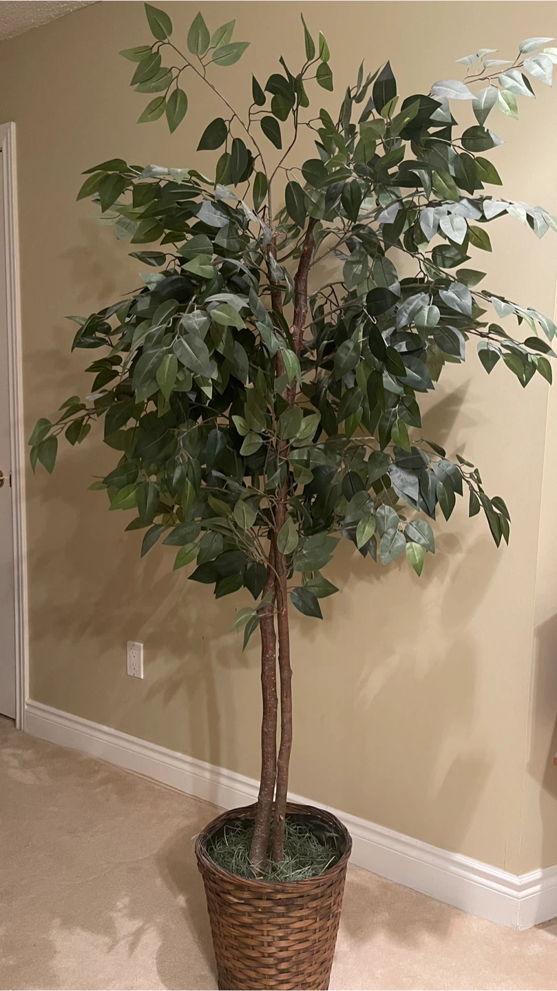 Artificial Ficus Tree in Basket - photo 2