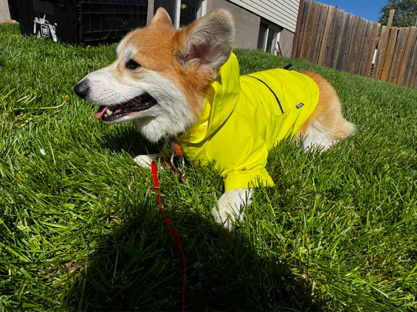 Yellow Dog Raincoat