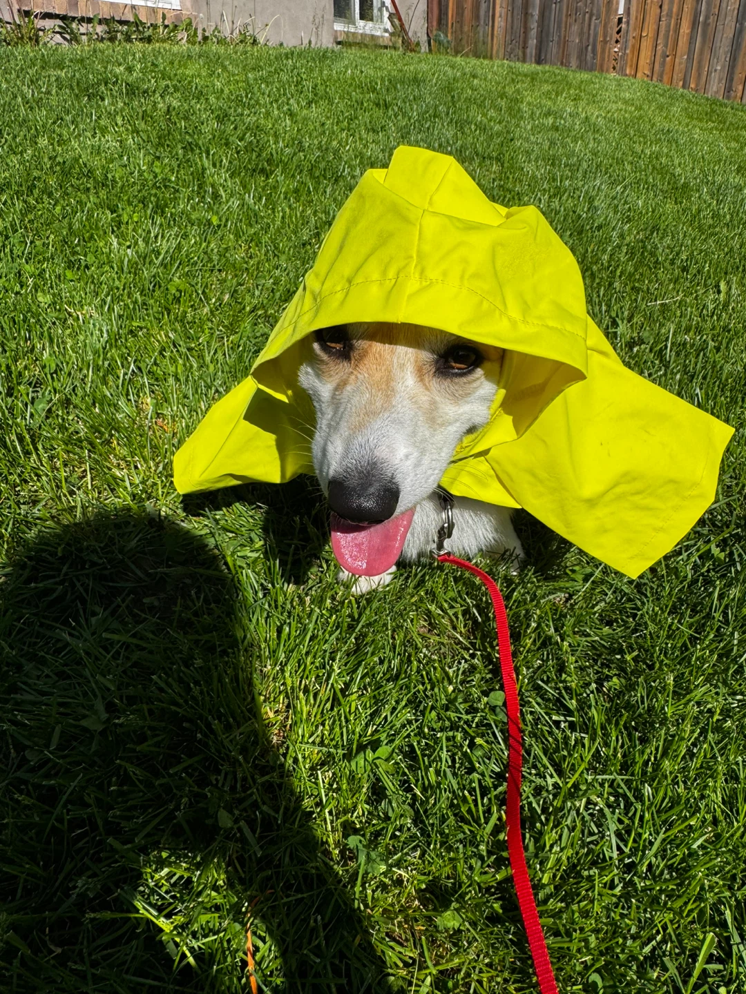 Yellow Dog Raincoat - photo 2