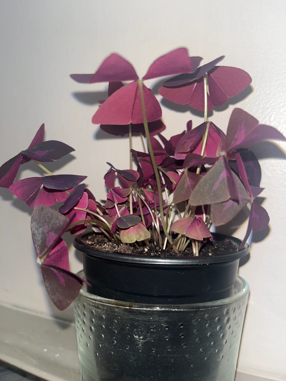 Purple Shamrock Plant