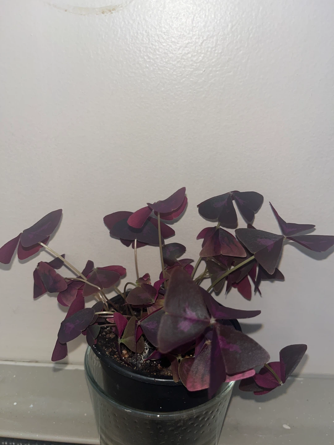 Purple Shamrock Plant - photo 2