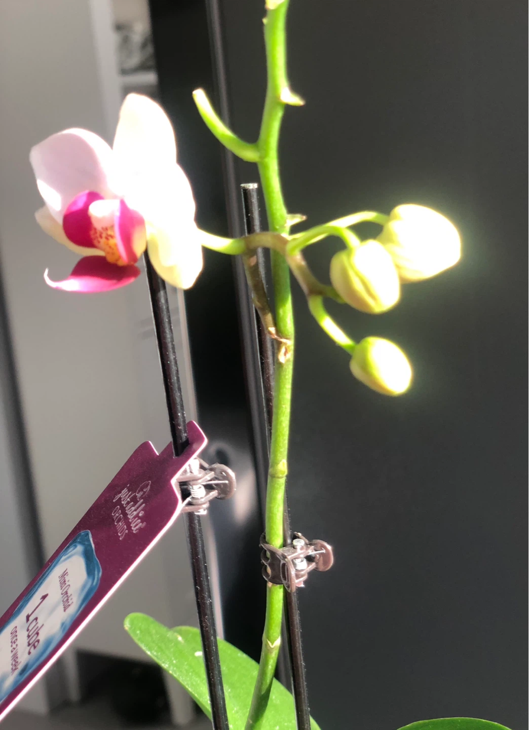 Real Orchid in white pot + cactus plant - photo 2