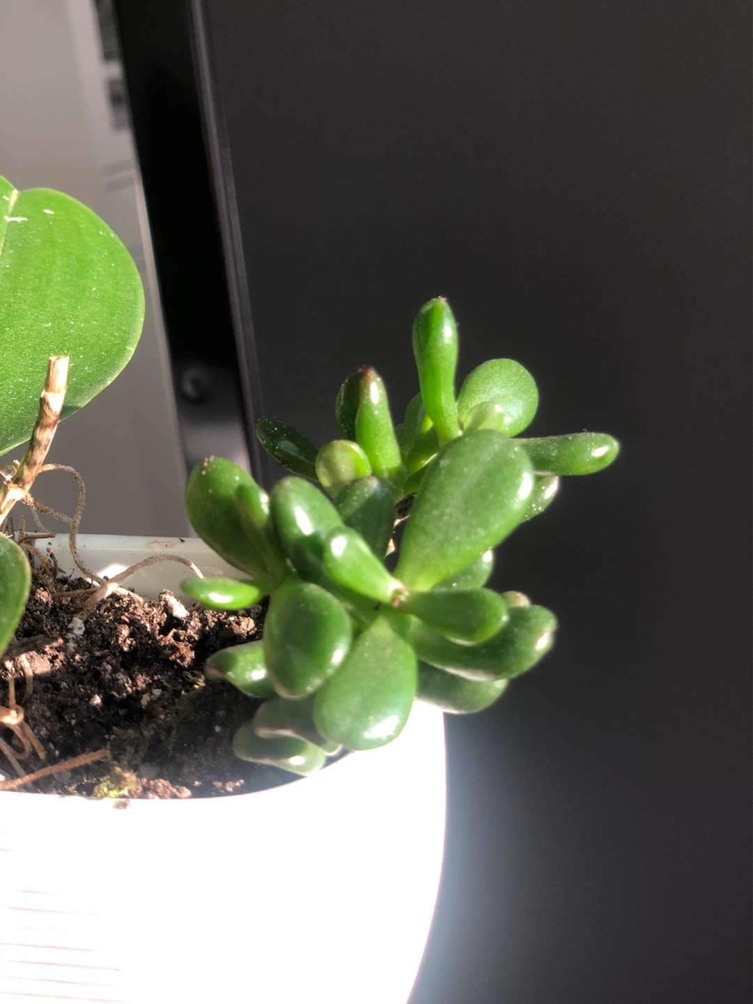 Real Orchid in white pot + cactus plant - photo 3