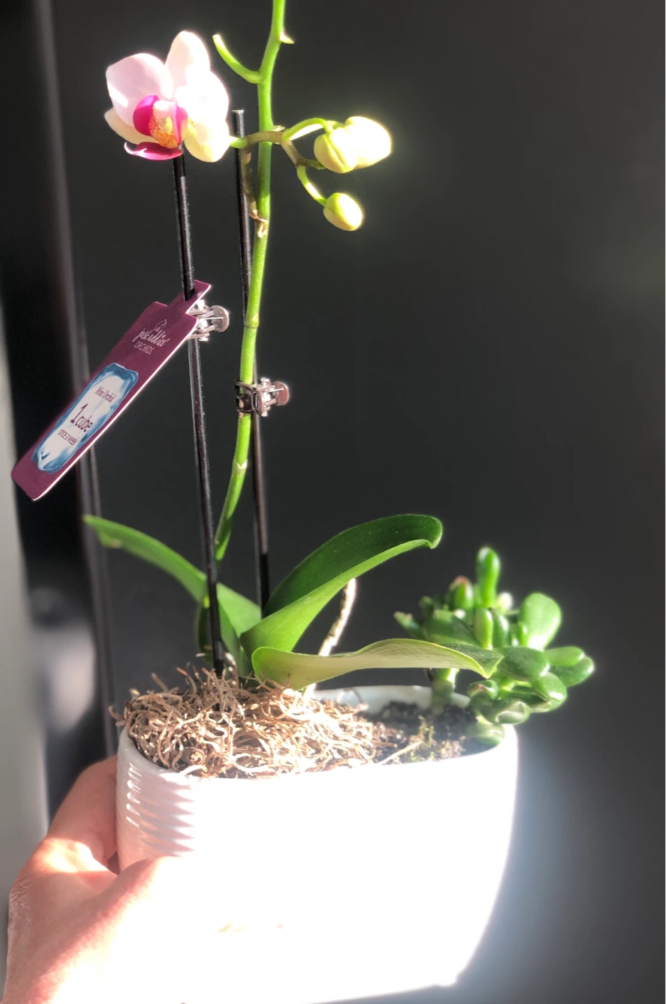 Real Orchid in white pot + cactus plant - photo 4
