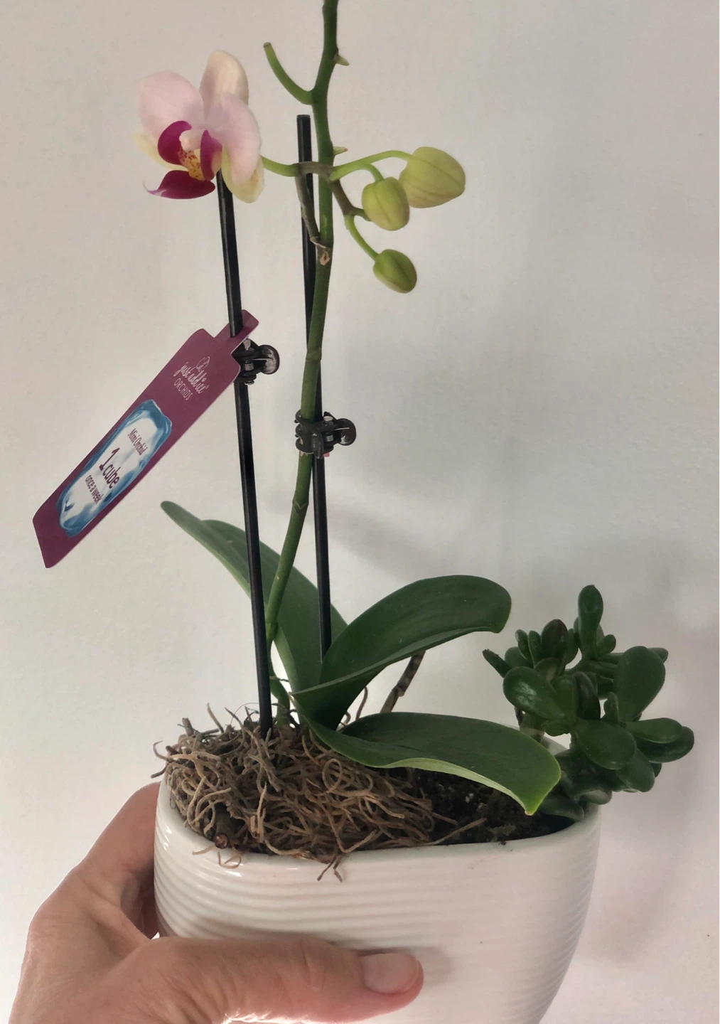 Real Orchid in white pot + cactus plant - photo 5