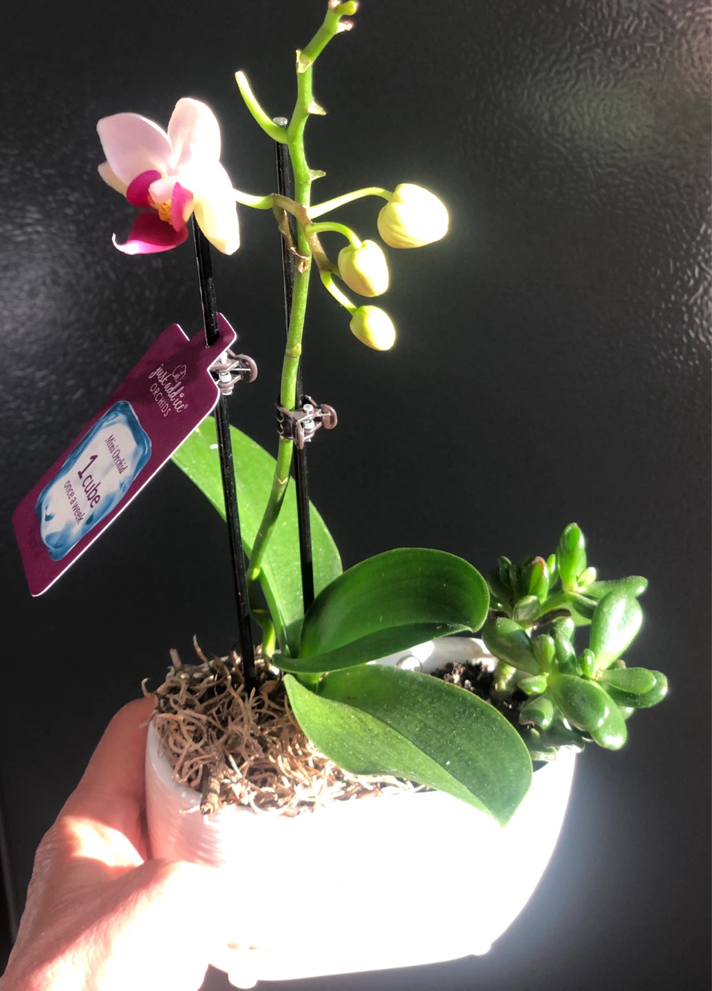 Real Orchid in white pot + cactus plant