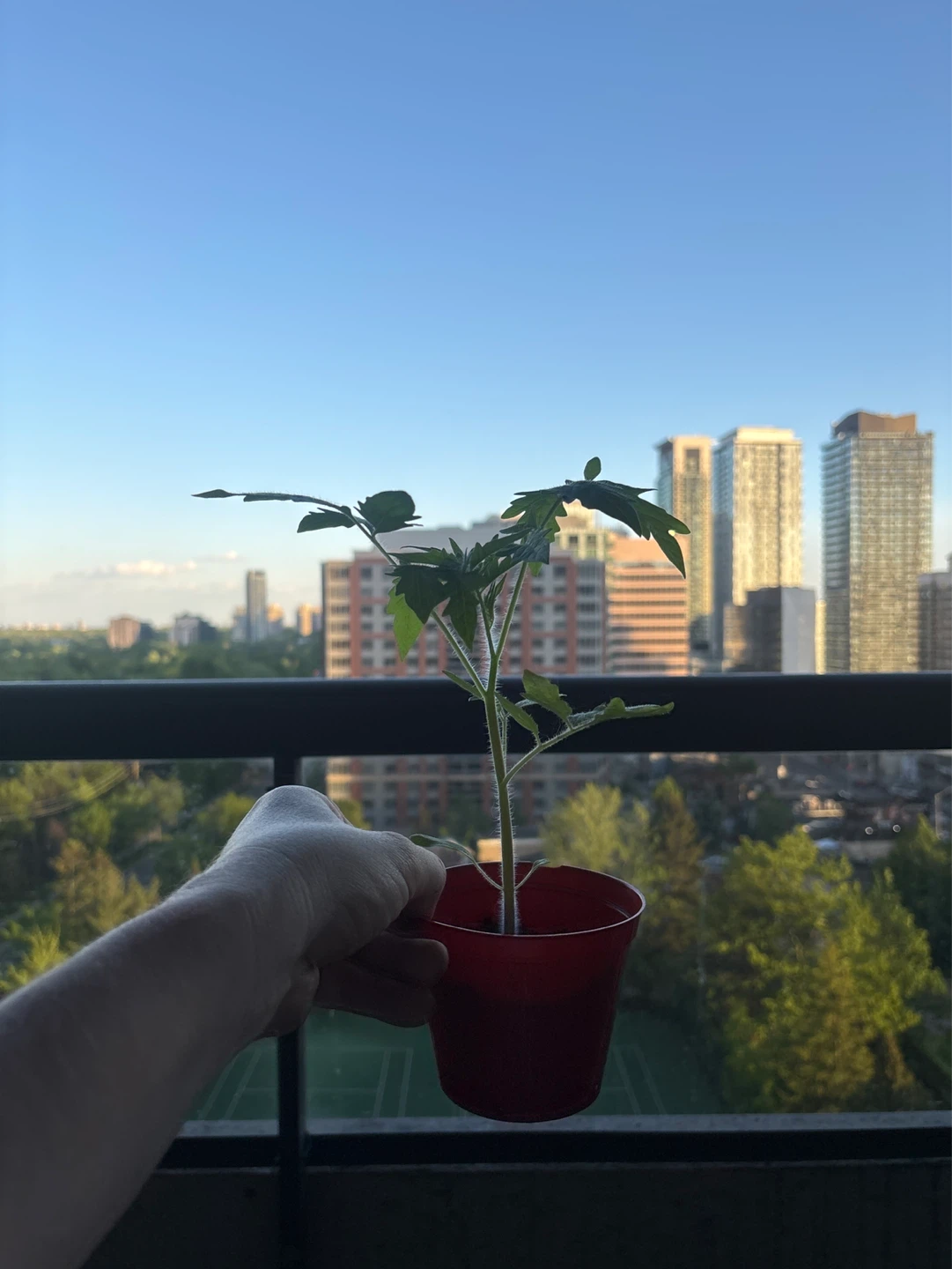Healthy beefsteak Tomato Plant