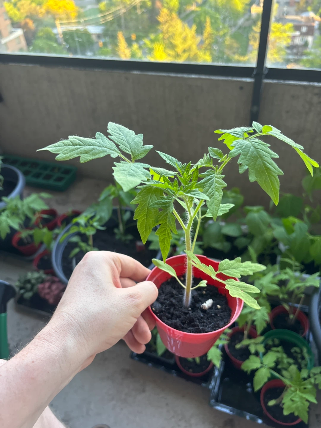 Healthy beefsteak Tomato Plant - photo 2
