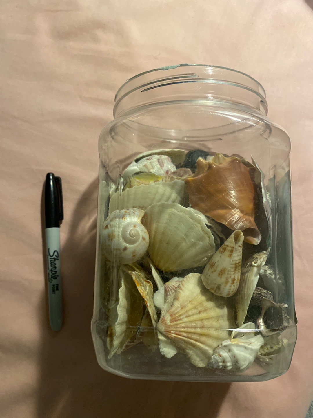 Jar of Seashells