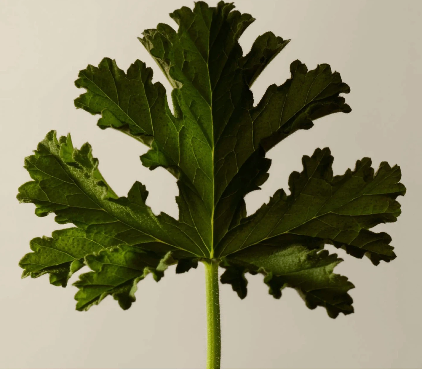 Aesop Geranium Leaf Body Scrub - photo 4
