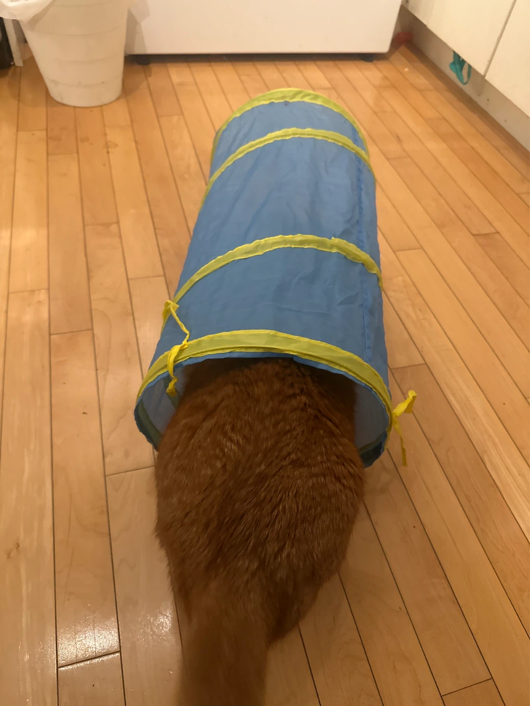 Blue and Yellow Pet Tunnel