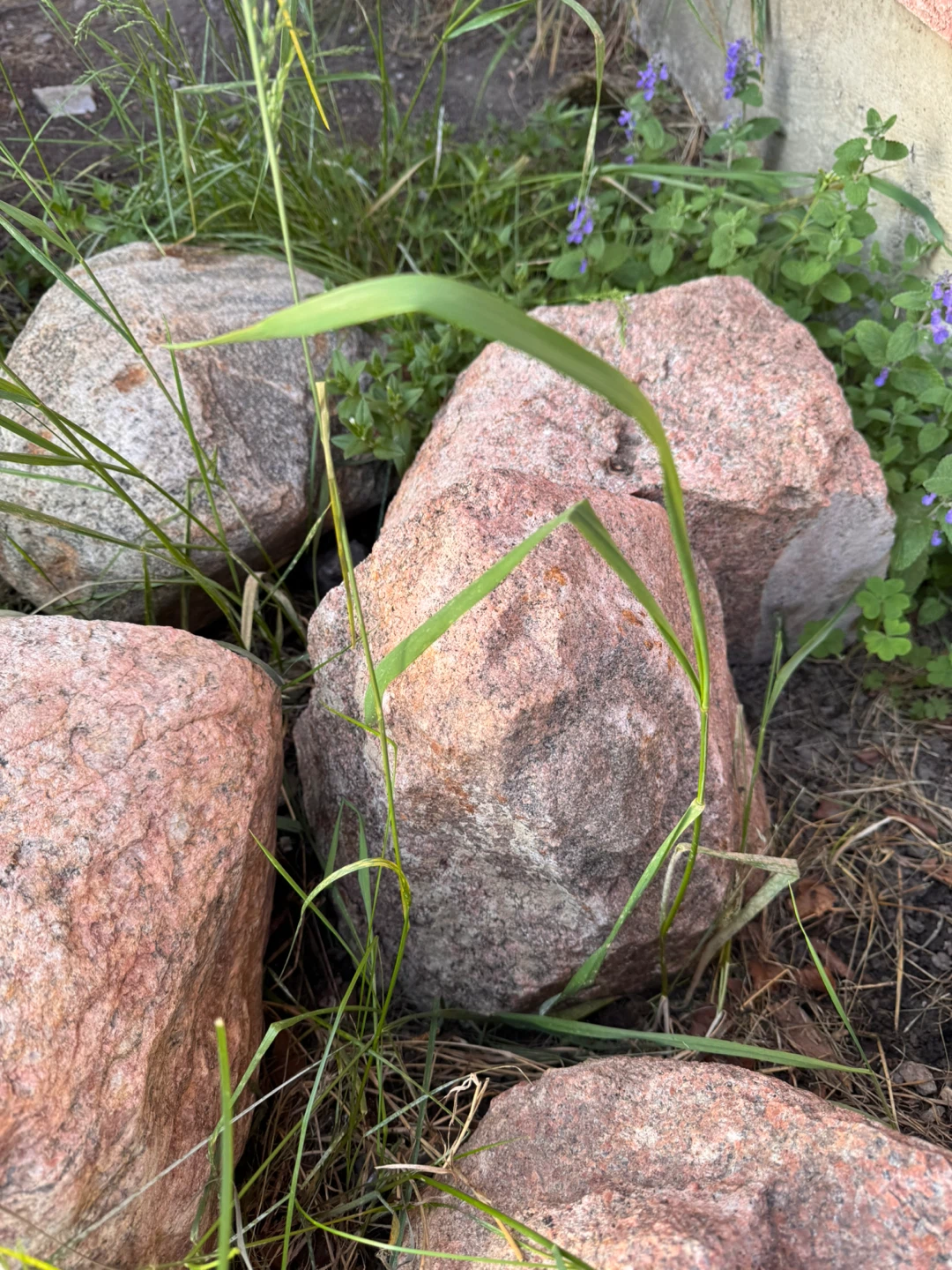 Decorative Garden Rocks - photo 5