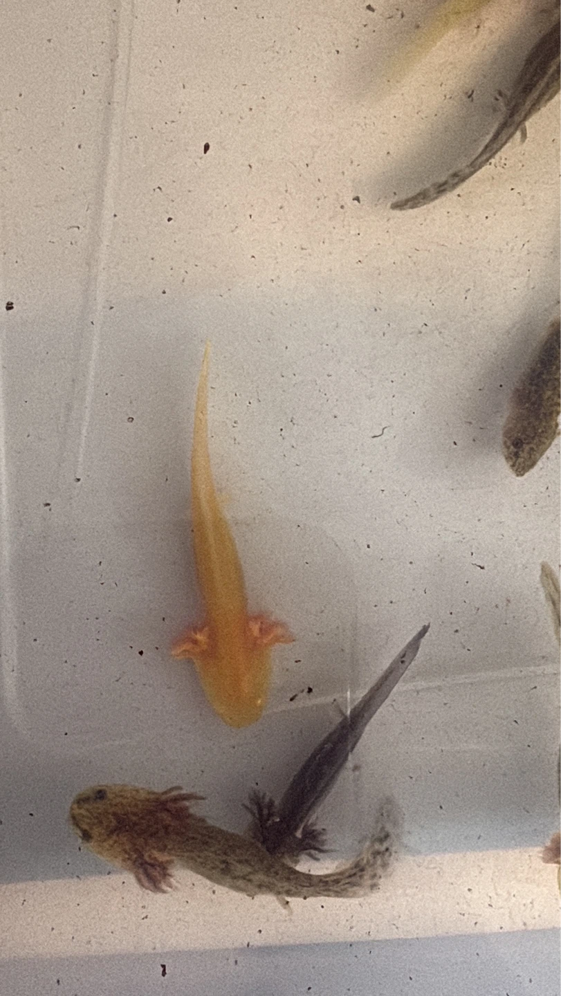 Axolotls for sale - photo 2