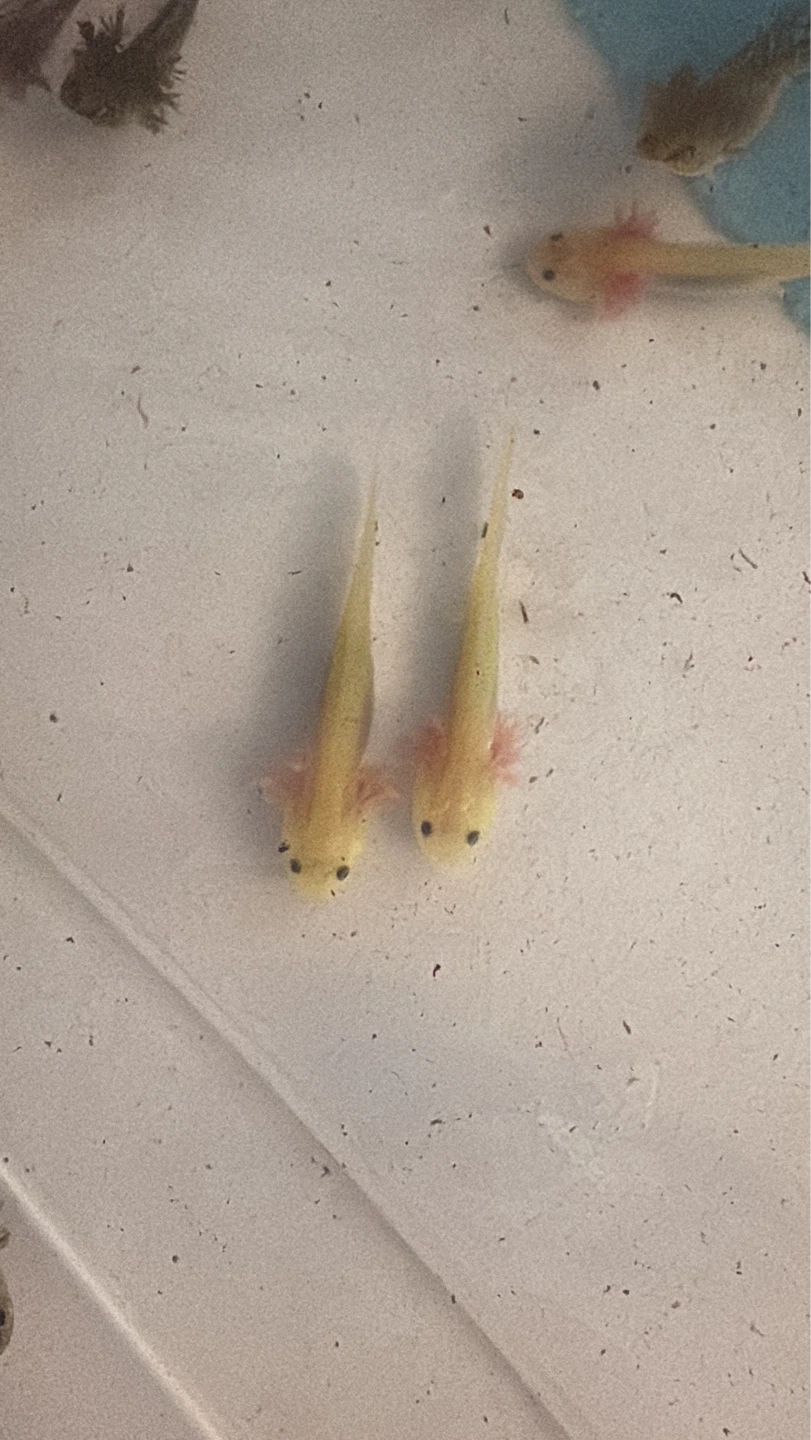 Axolotls for sale - photo 3
