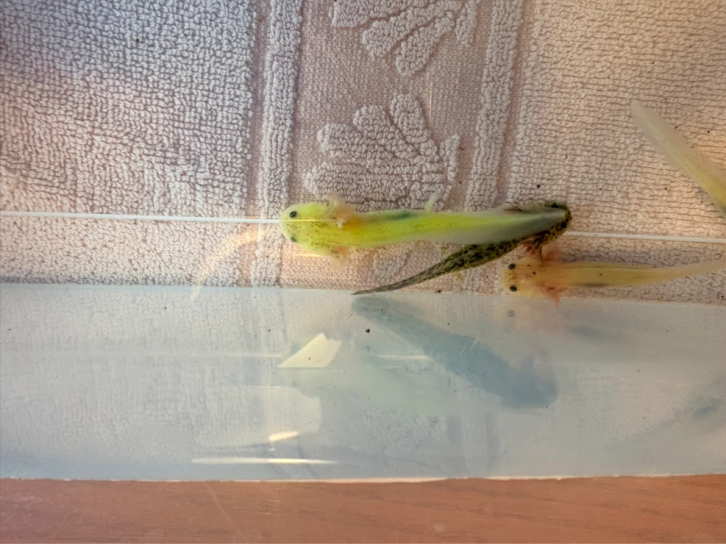Axolotls for sale - photo 4