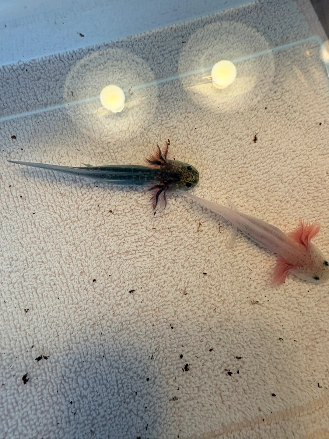 Axolotls for sale