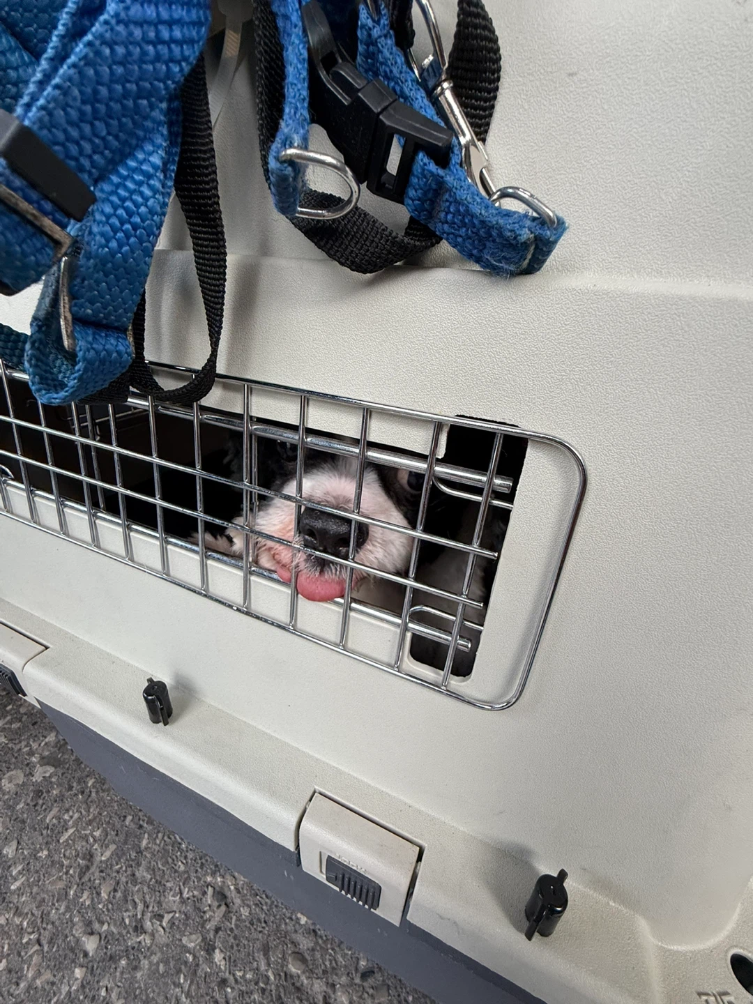 Pet Carrier Crate - photo 2