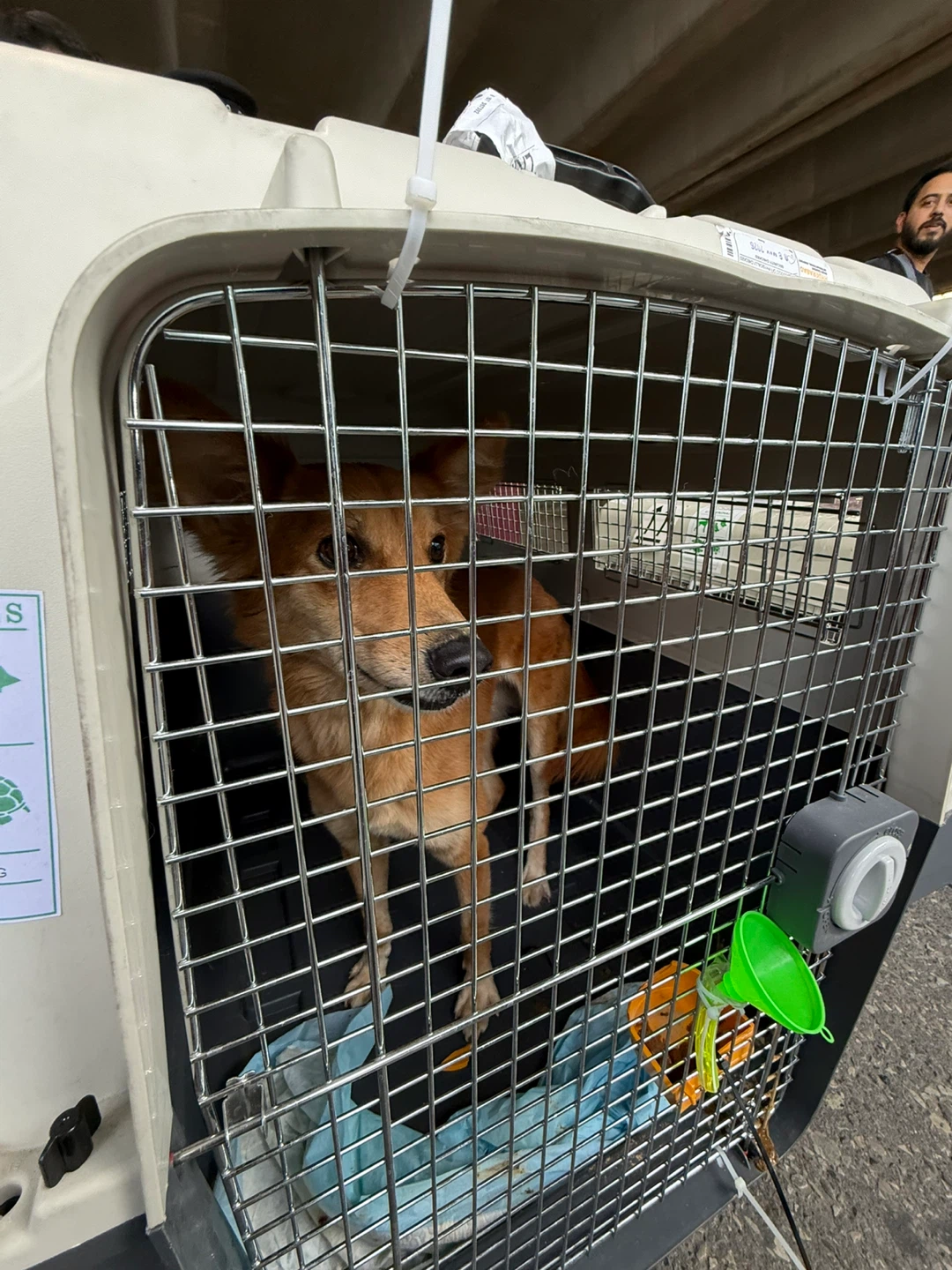 Large Pet Carrier Crate - photo 2