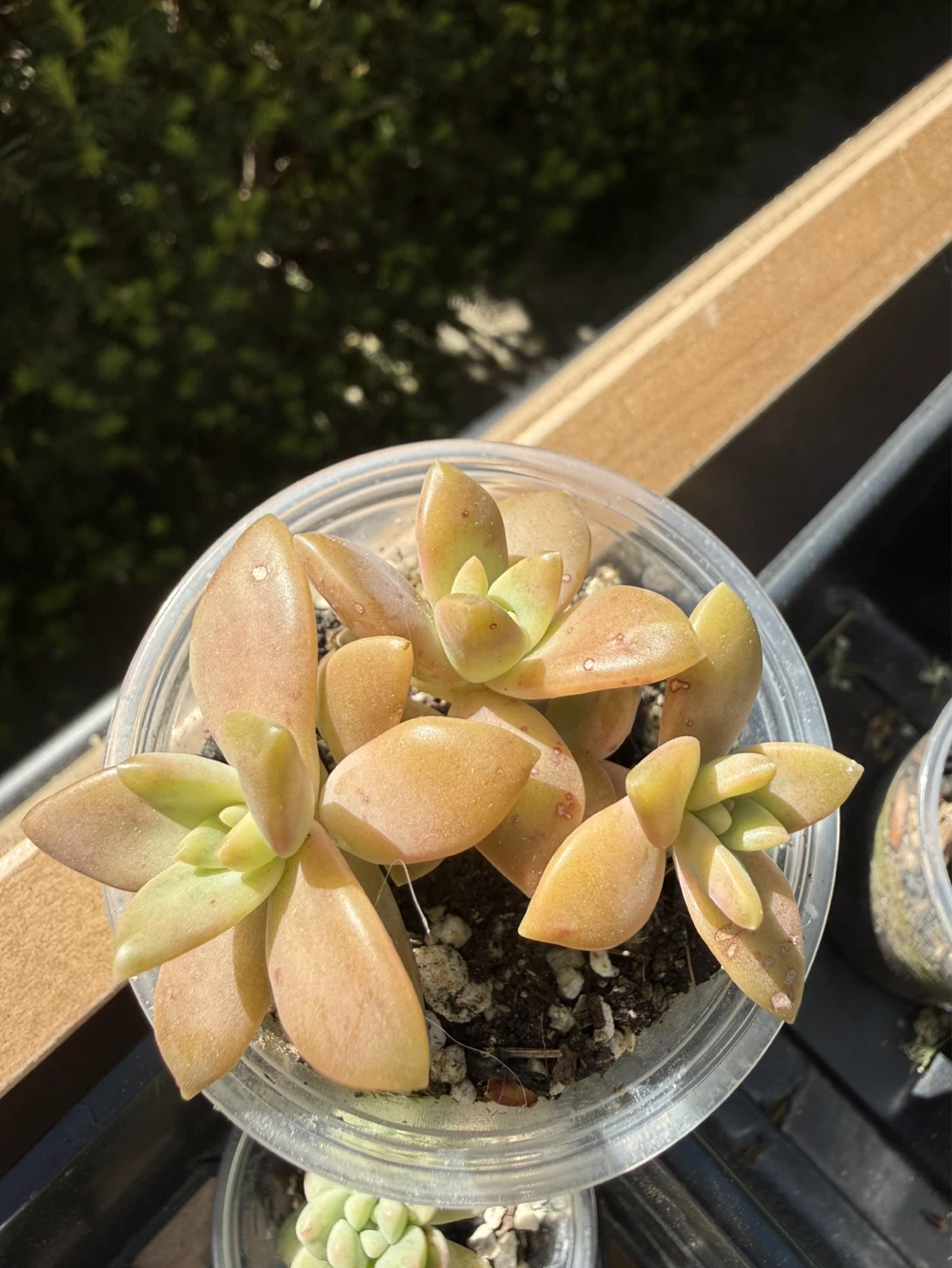 Exotic and Rare Succulent Plants