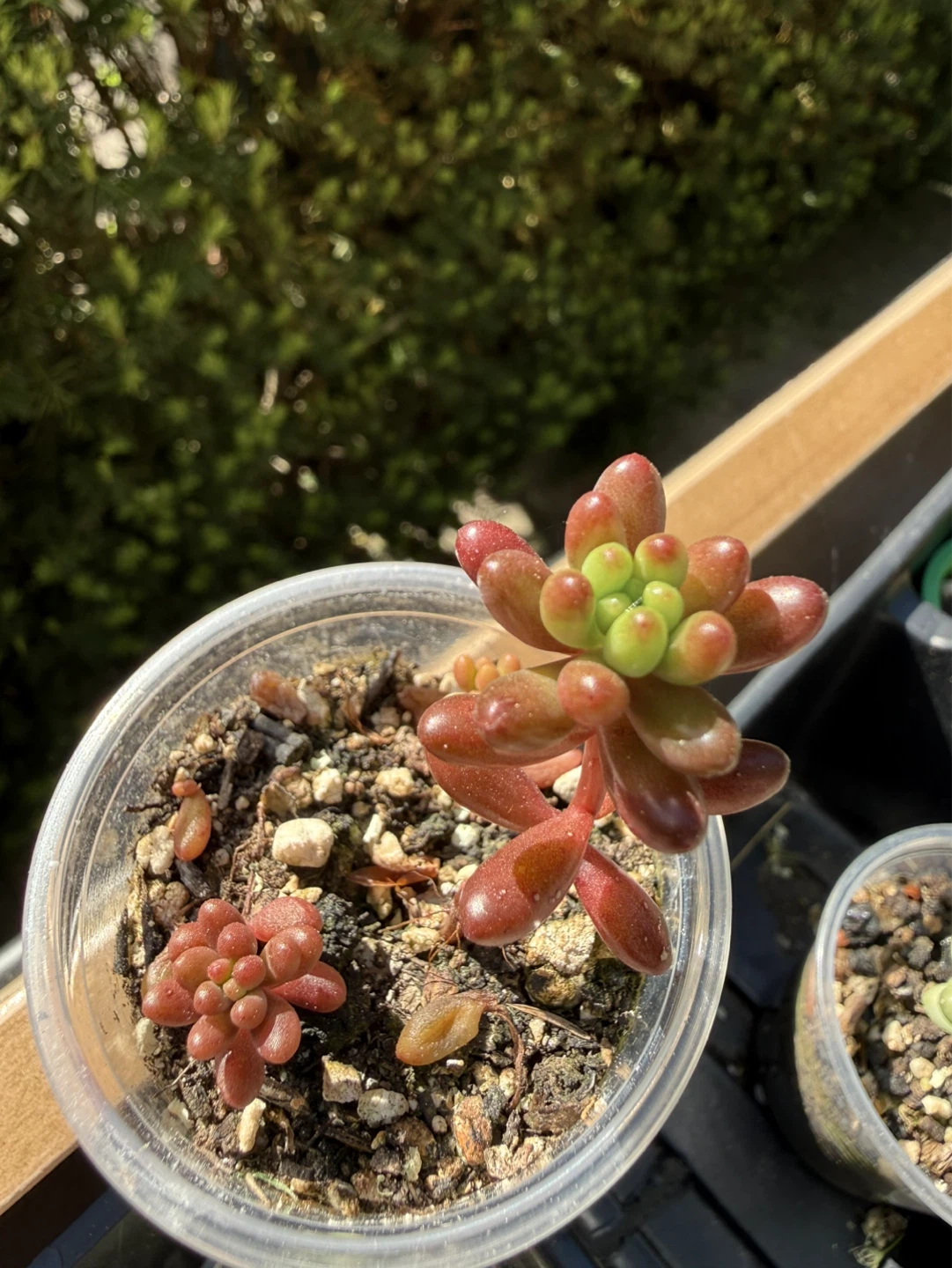 Exotic and Rare Succulent Plants - photo 2