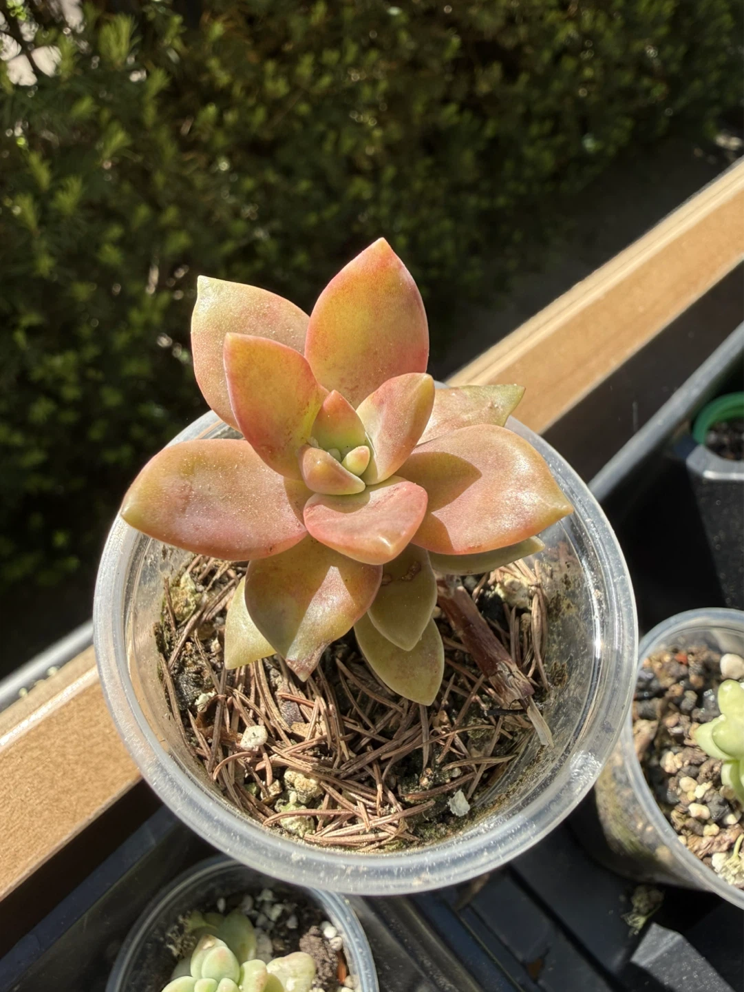 Exotic and Rare Succulent Plants - photo 5