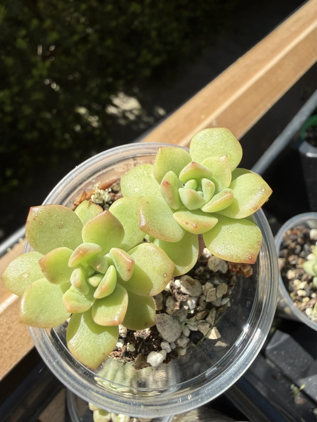 Exotic and Rare Succulent Plants - photo 4