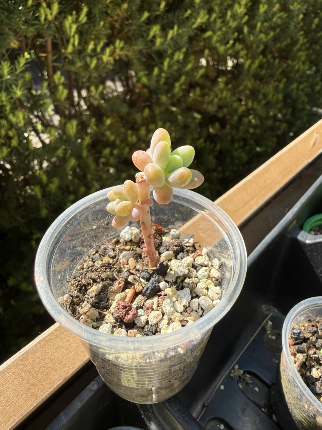 Exotic and Rare Succulent Plants - photo 3