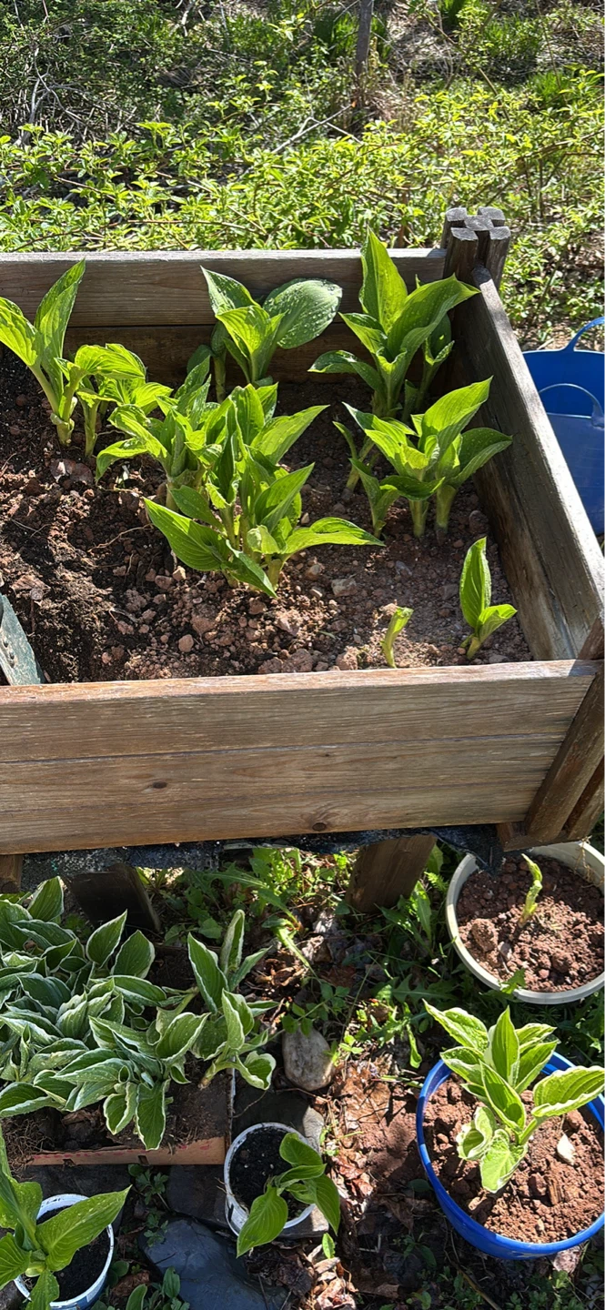 Hosta Plants for sale - photo 2