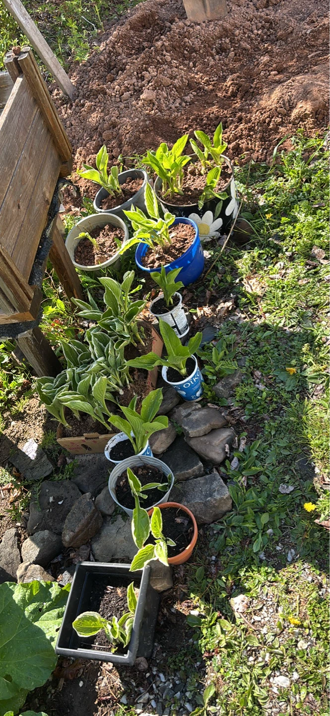 Hosta Plants for sale