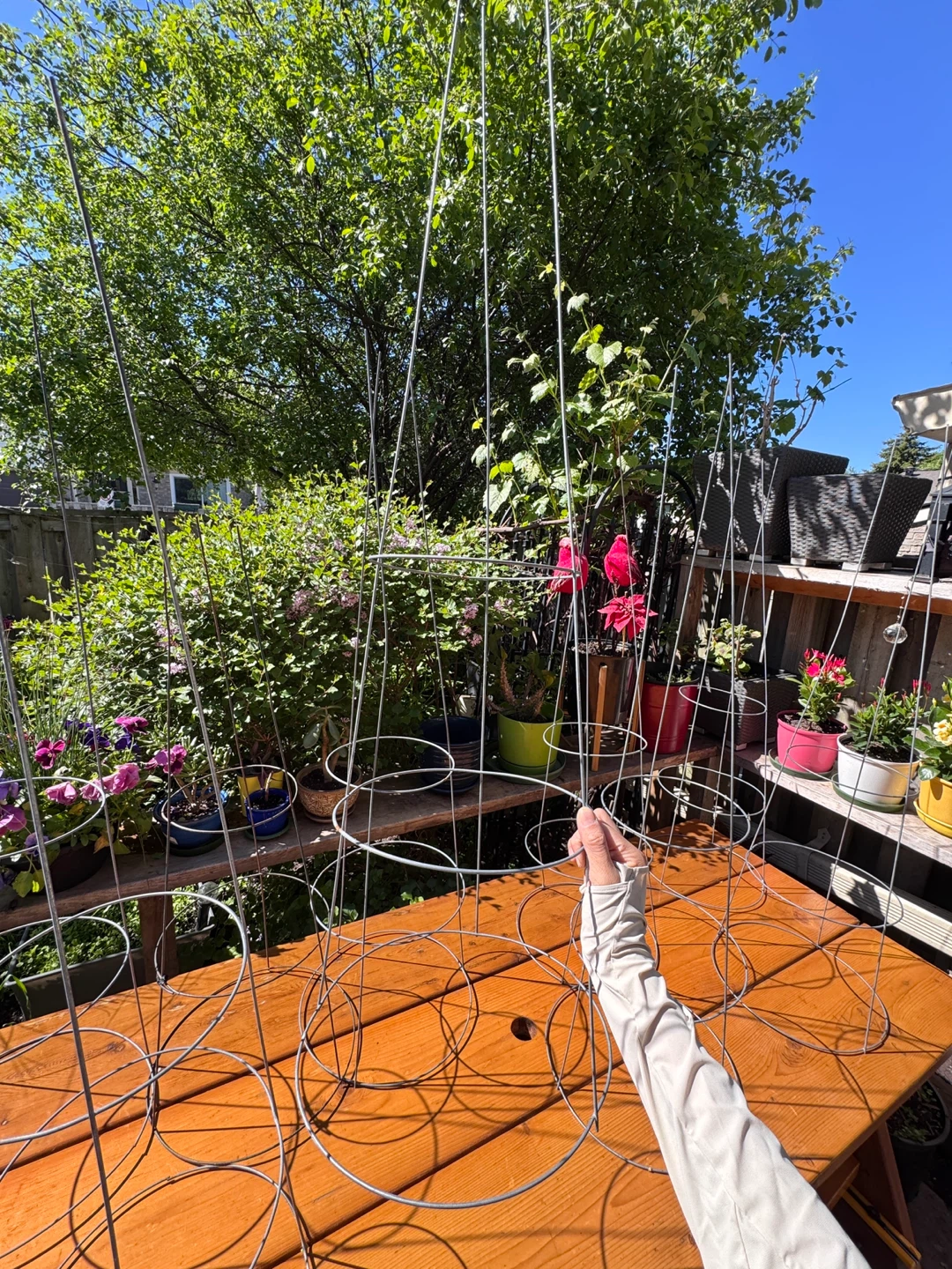 Metal 3 Rings Tomato Support Cage 42”x 12” - 9 Total - photo 4
