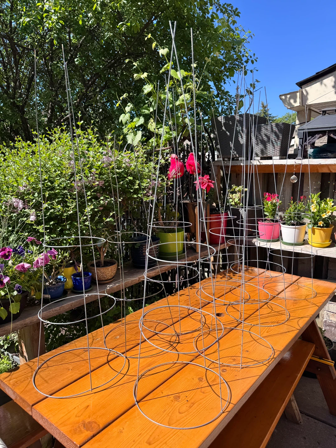 Metal 3 Rings Tomato Support Cage 42”x 12” - 9 Total