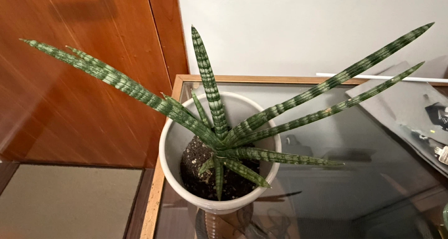 Snake Plant in Pot - photo 2