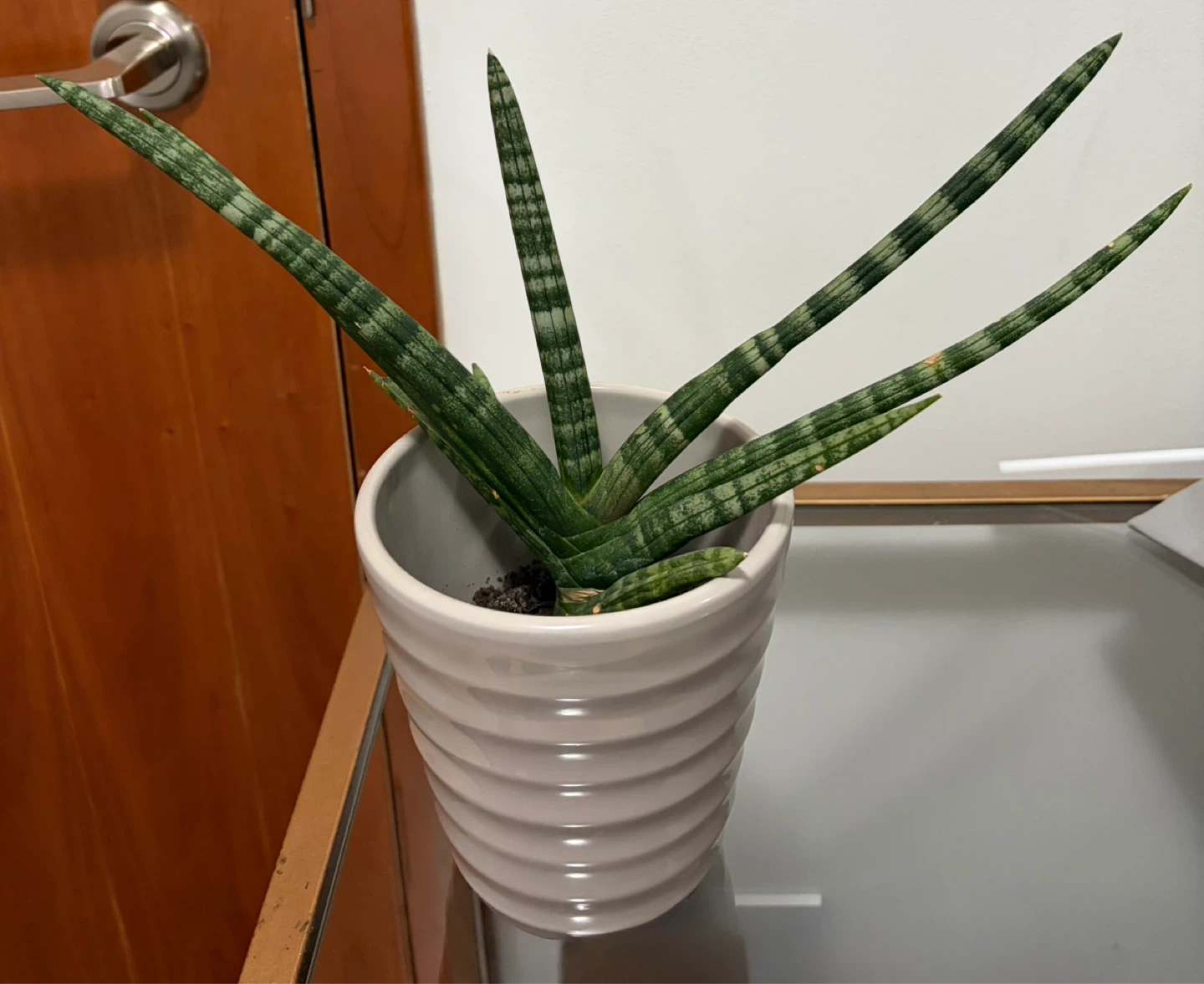 Snake Plant in Pot