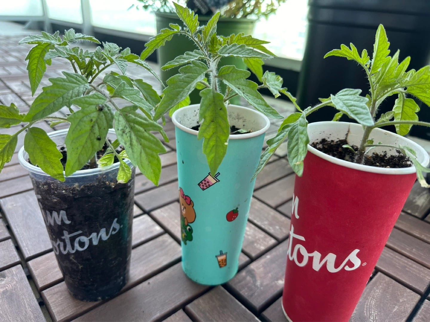 Heirloom nursery plant