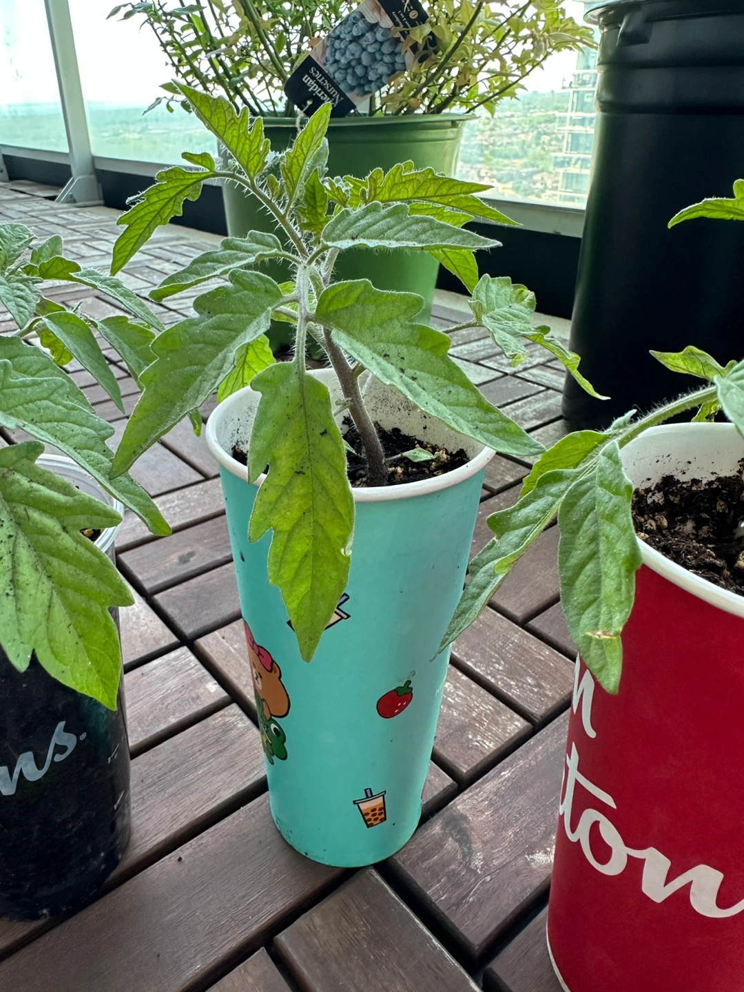 Heirloom nursery plant - photo 4