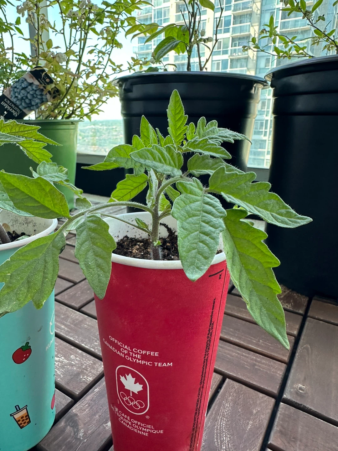 Heirloom nursery plant - photo 5