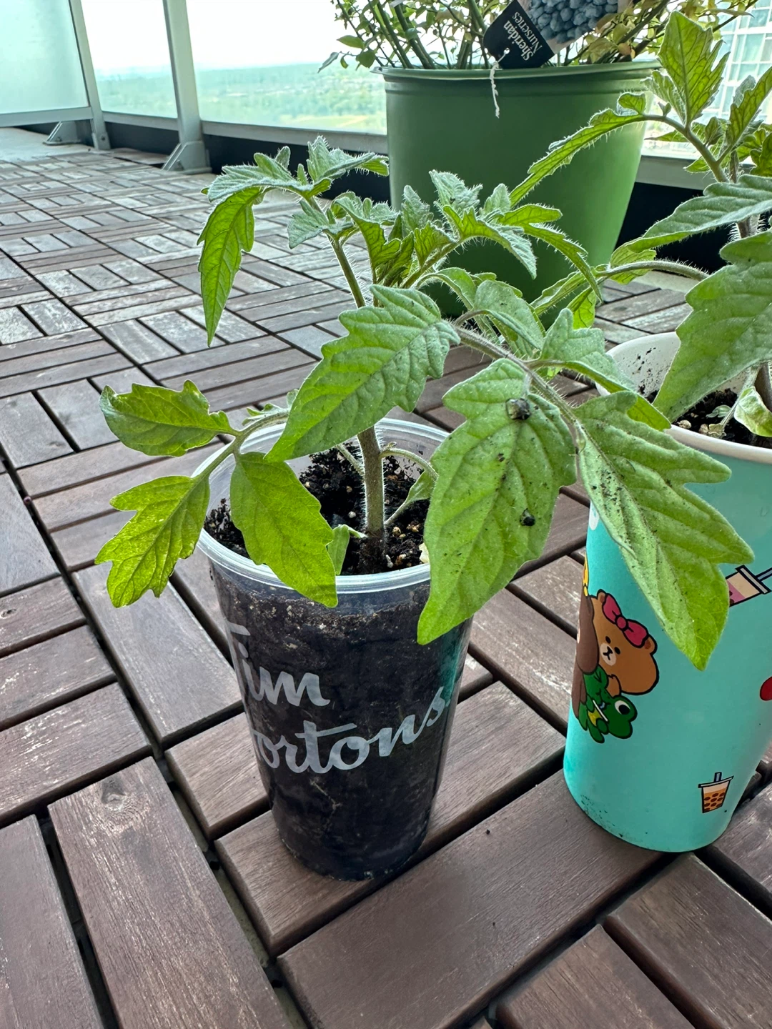 Heirloom nursery plant - photo 3