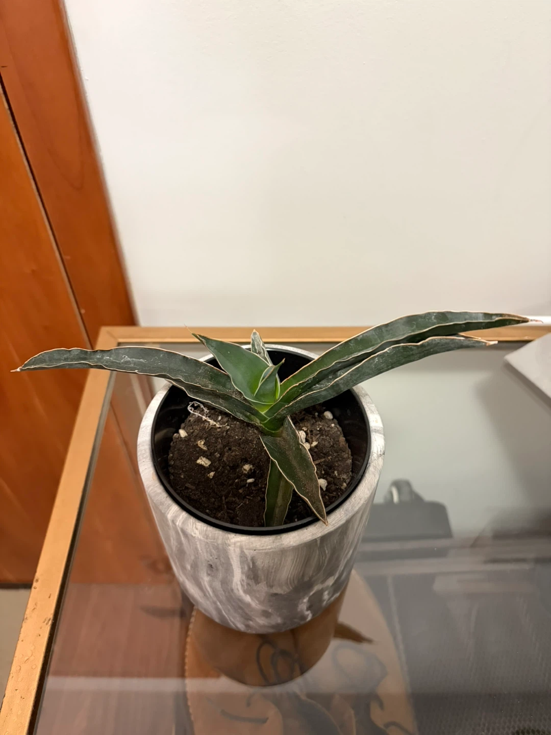 Sansevieria Cylindrica Plant in Pot - photo 2