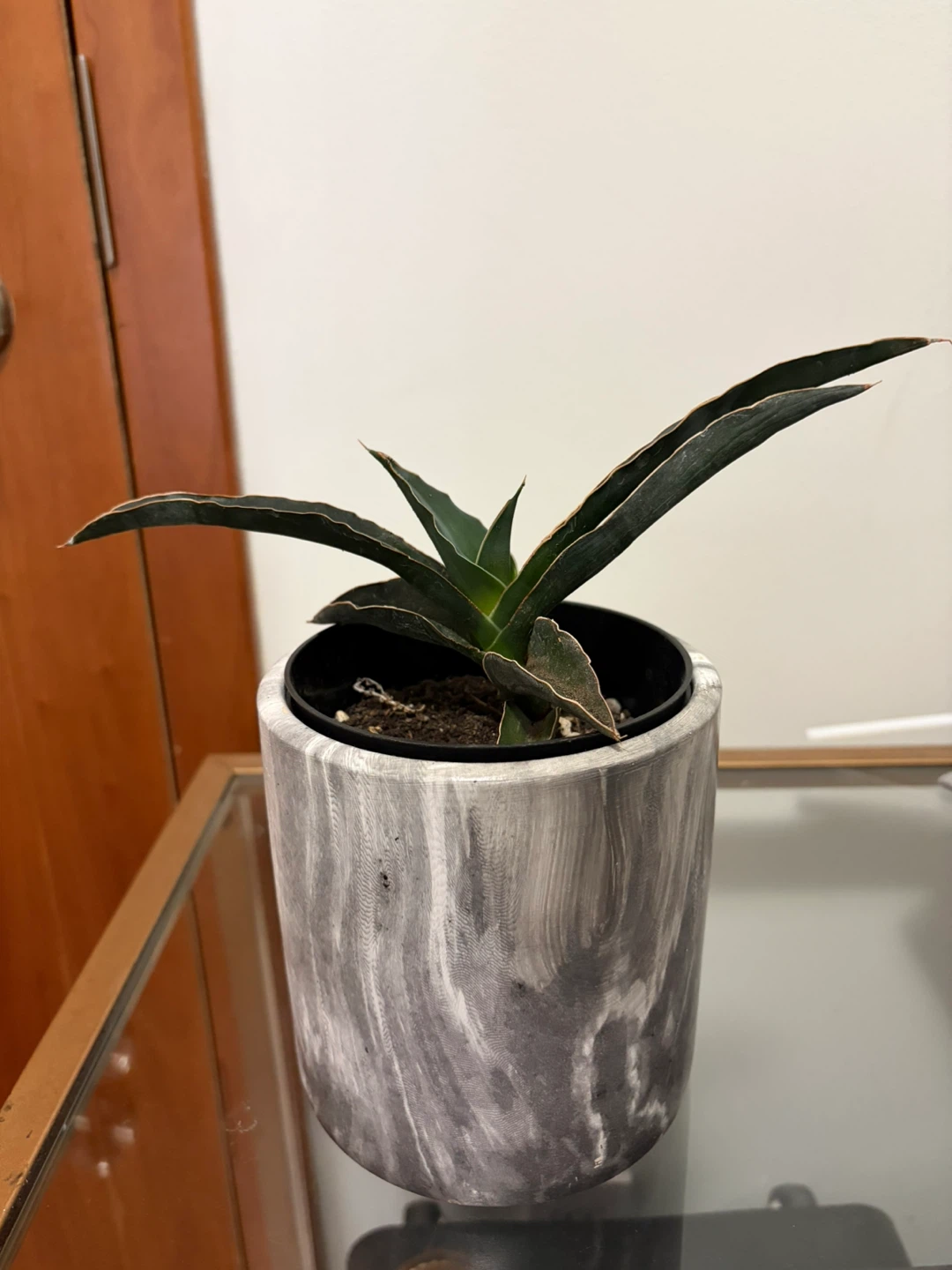 Sansevieria Cylindrica Plant in Pot