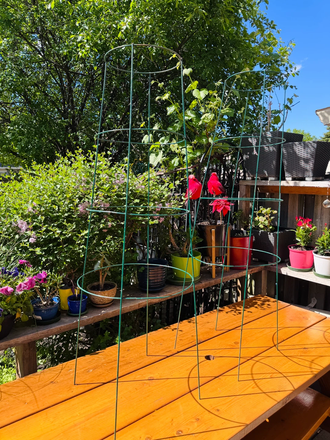 Metal 4 Rings Tomato Support Cage 47”x 16”-10”