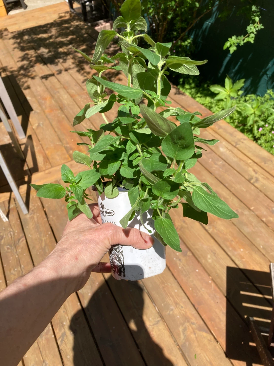 Fresh Oregano Plant in Pot