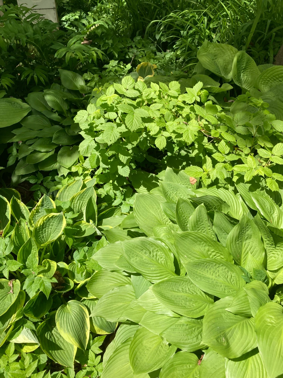 Pair of Raspberry Stalks for your Garden