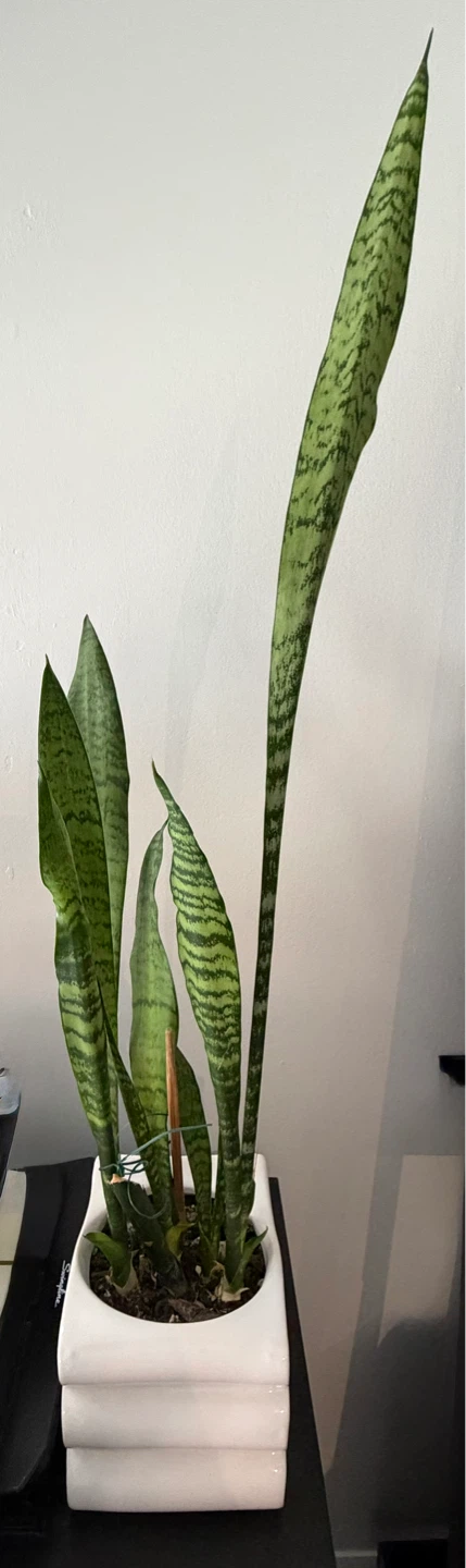 Variegated Snake Plant in White Pot - photo 2