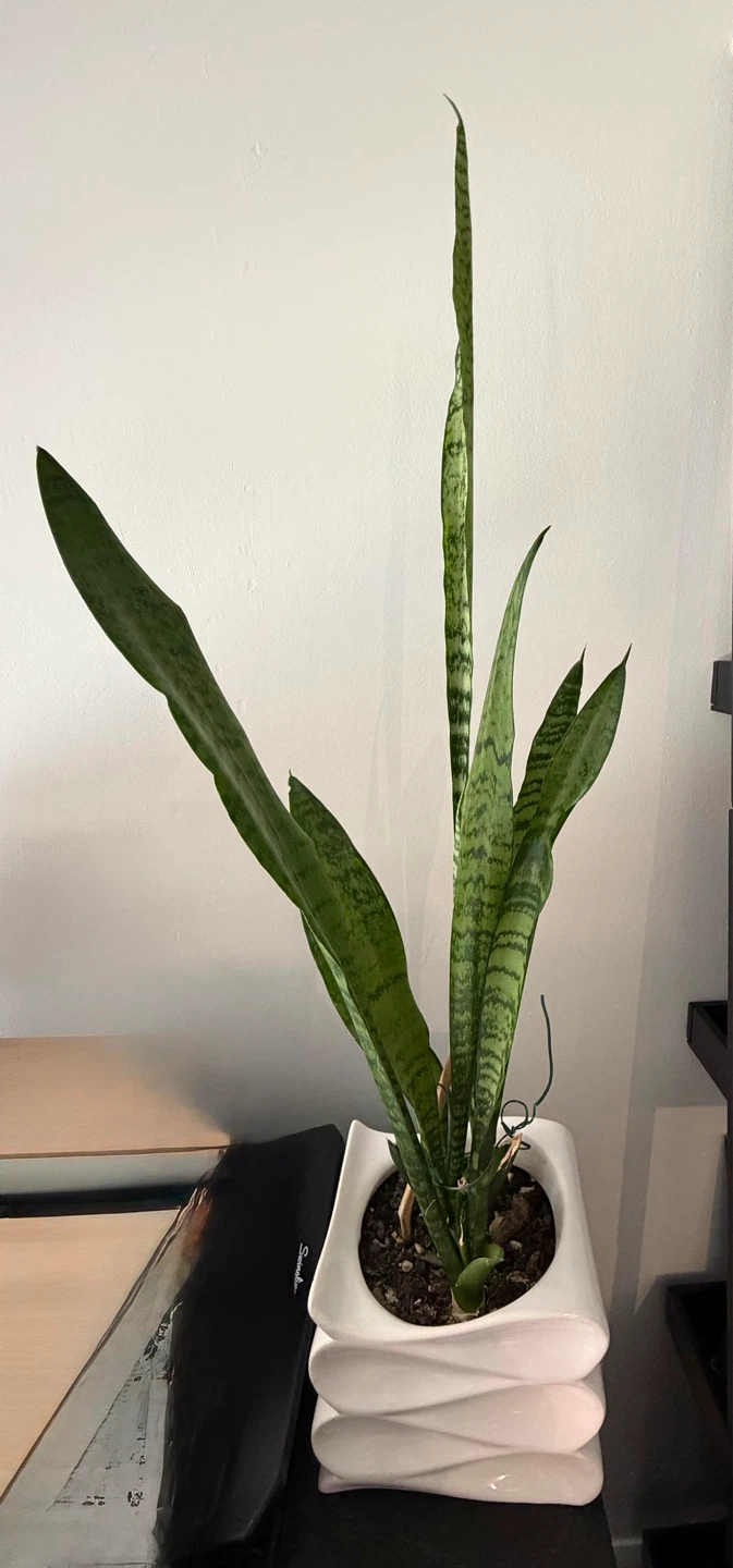 Variegated Snake Plant in White Pot