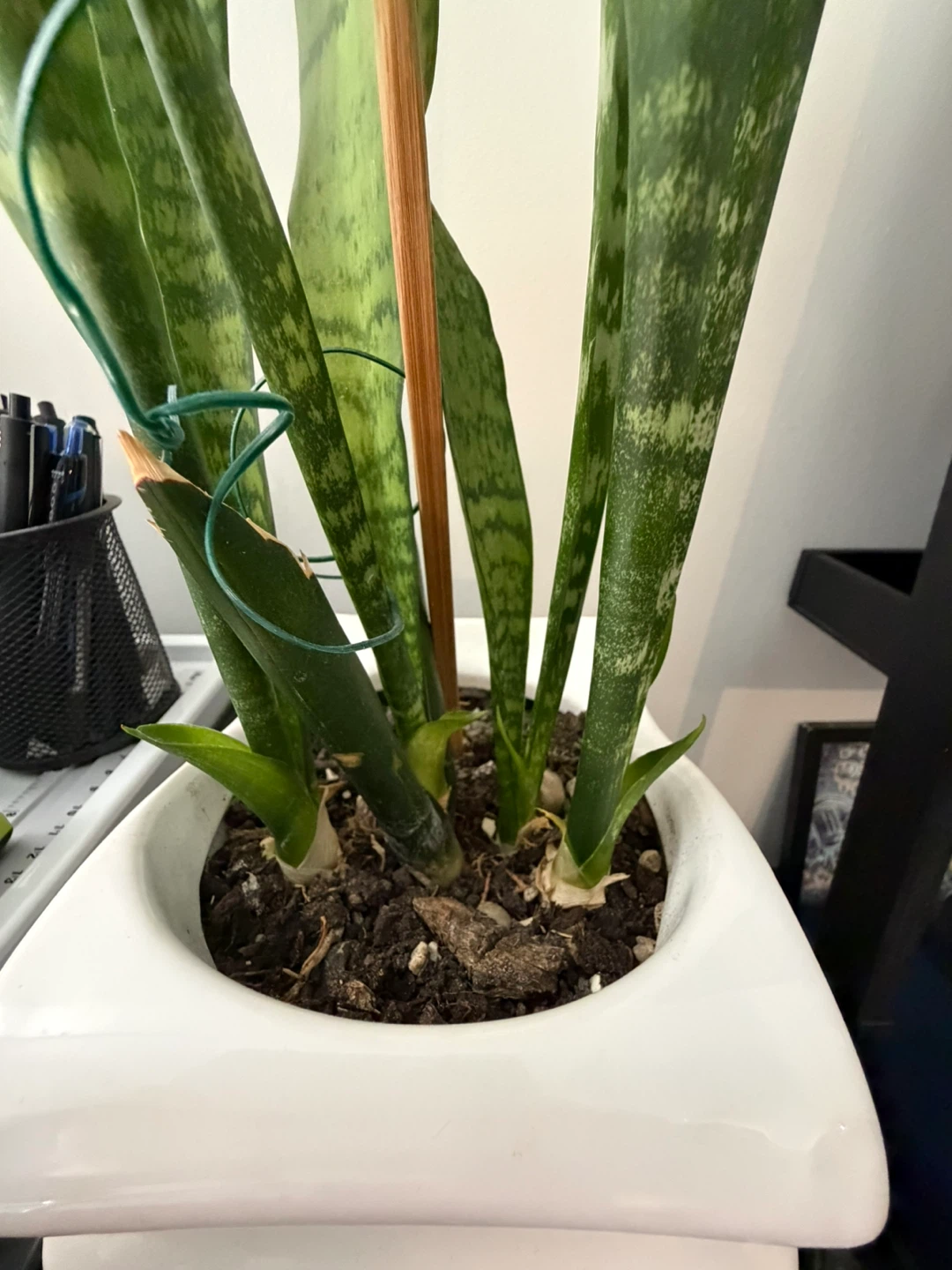 Variegated Snake Plant in White Pot - photo 3