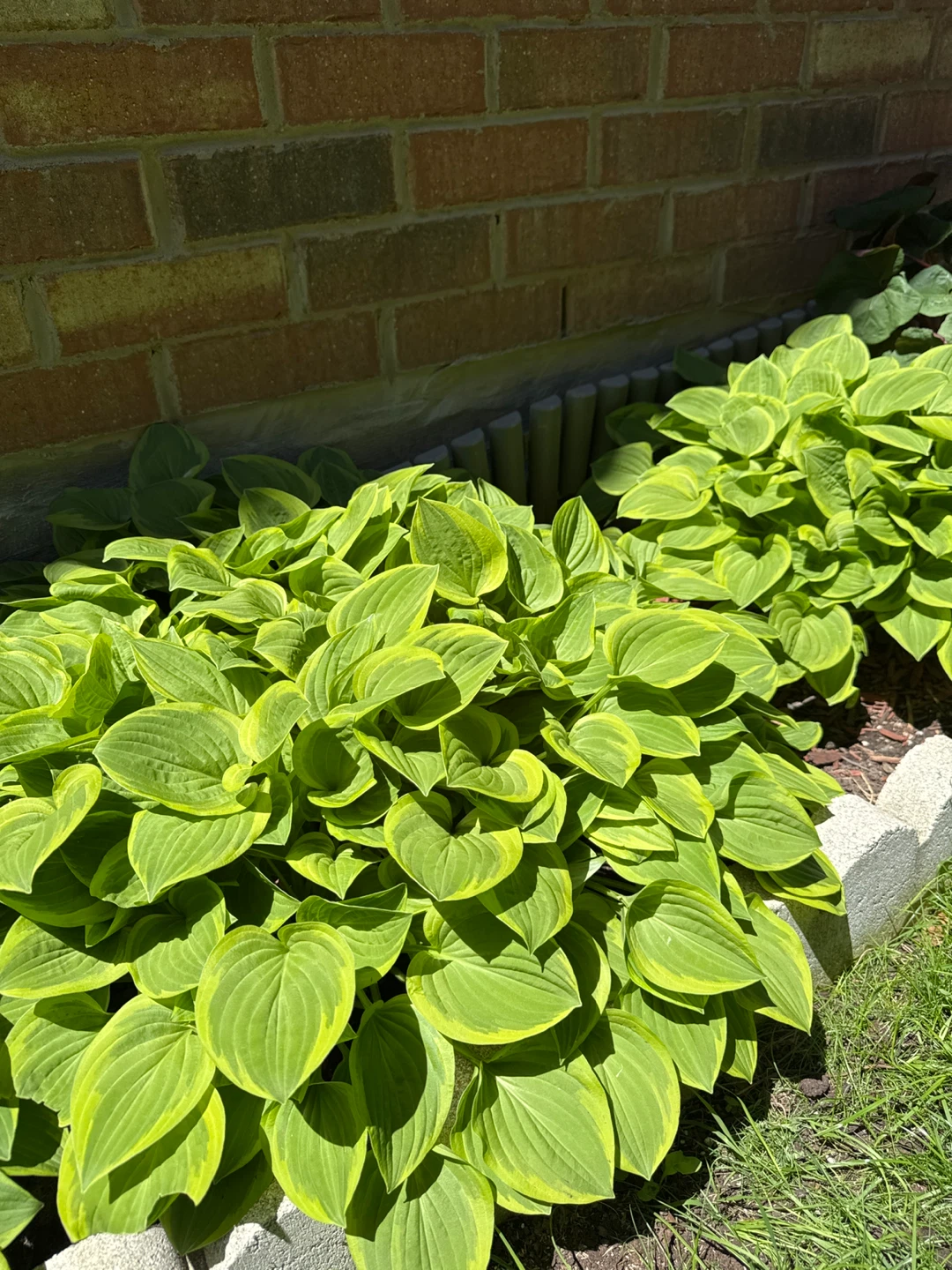 Healthy Hosta Plants (Plantain Lilies) - photo 2