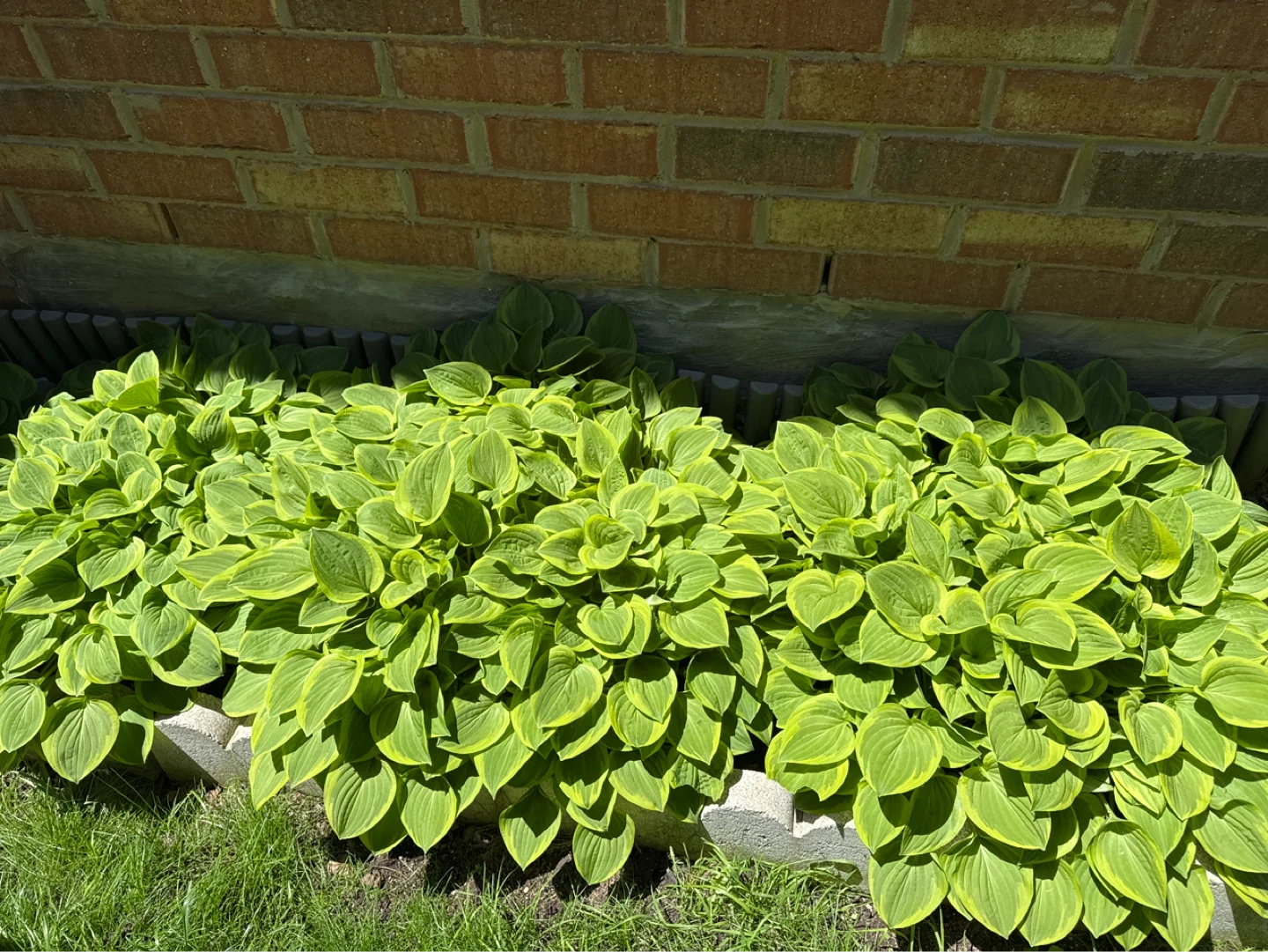 Healthy Hosta Plants (Plantain Lilies)