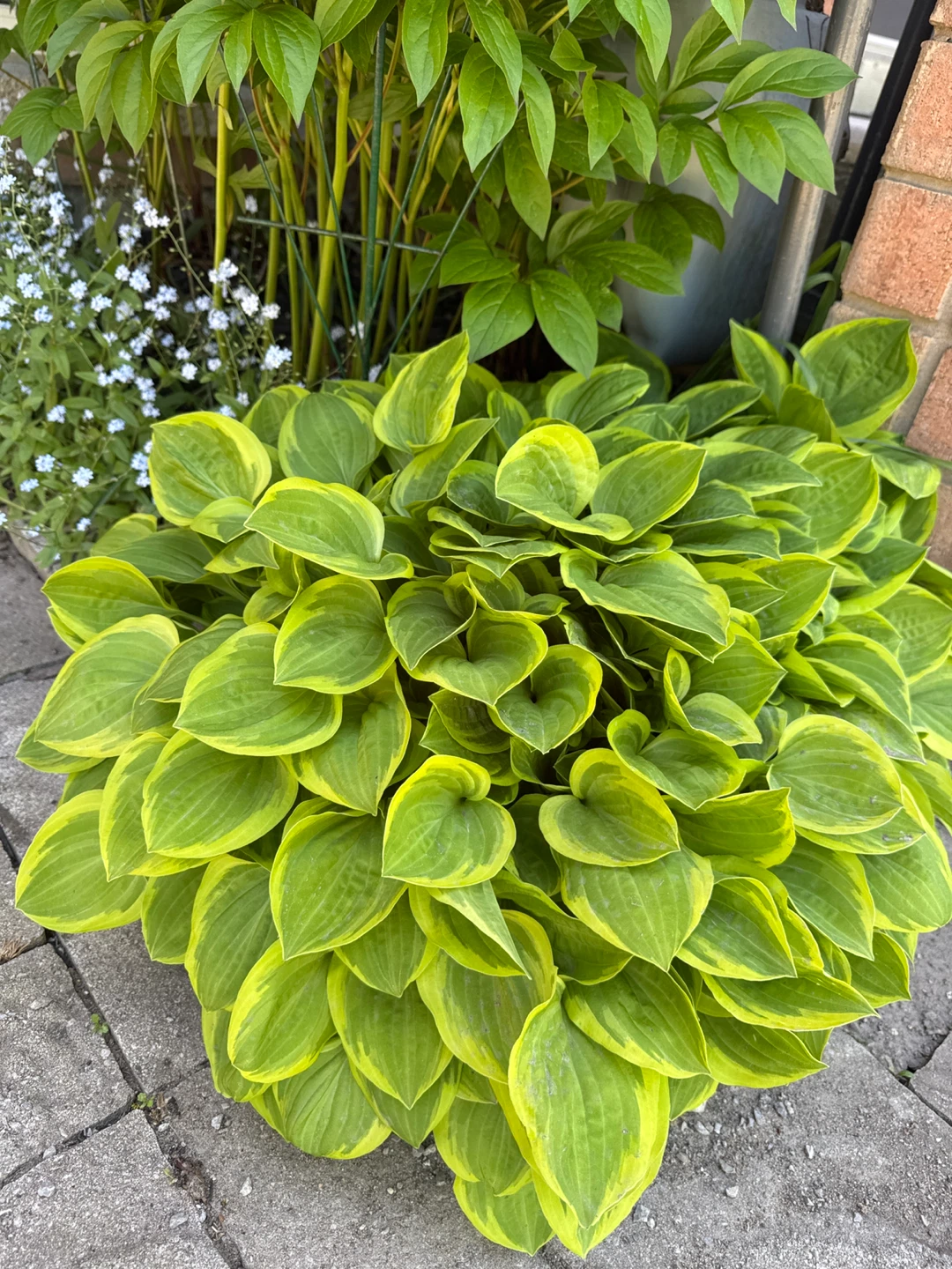 Healthy Hosta Plants (Plantain Lilies) - photo 4