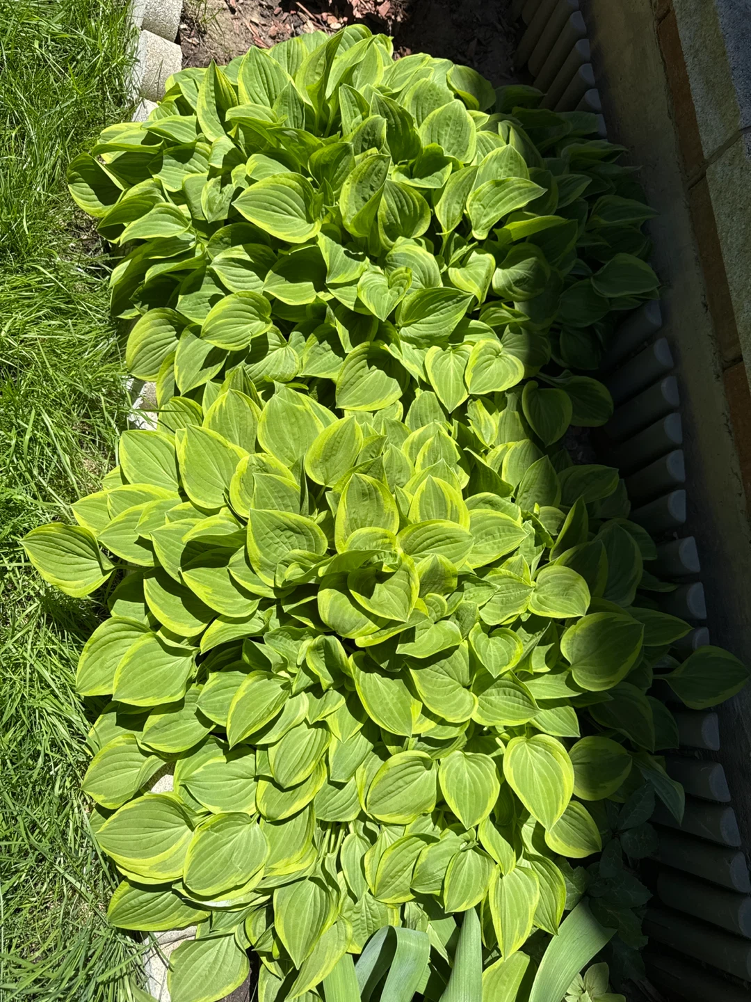 Healthy Hosta Plants (Plantain Lilies) - photo 3