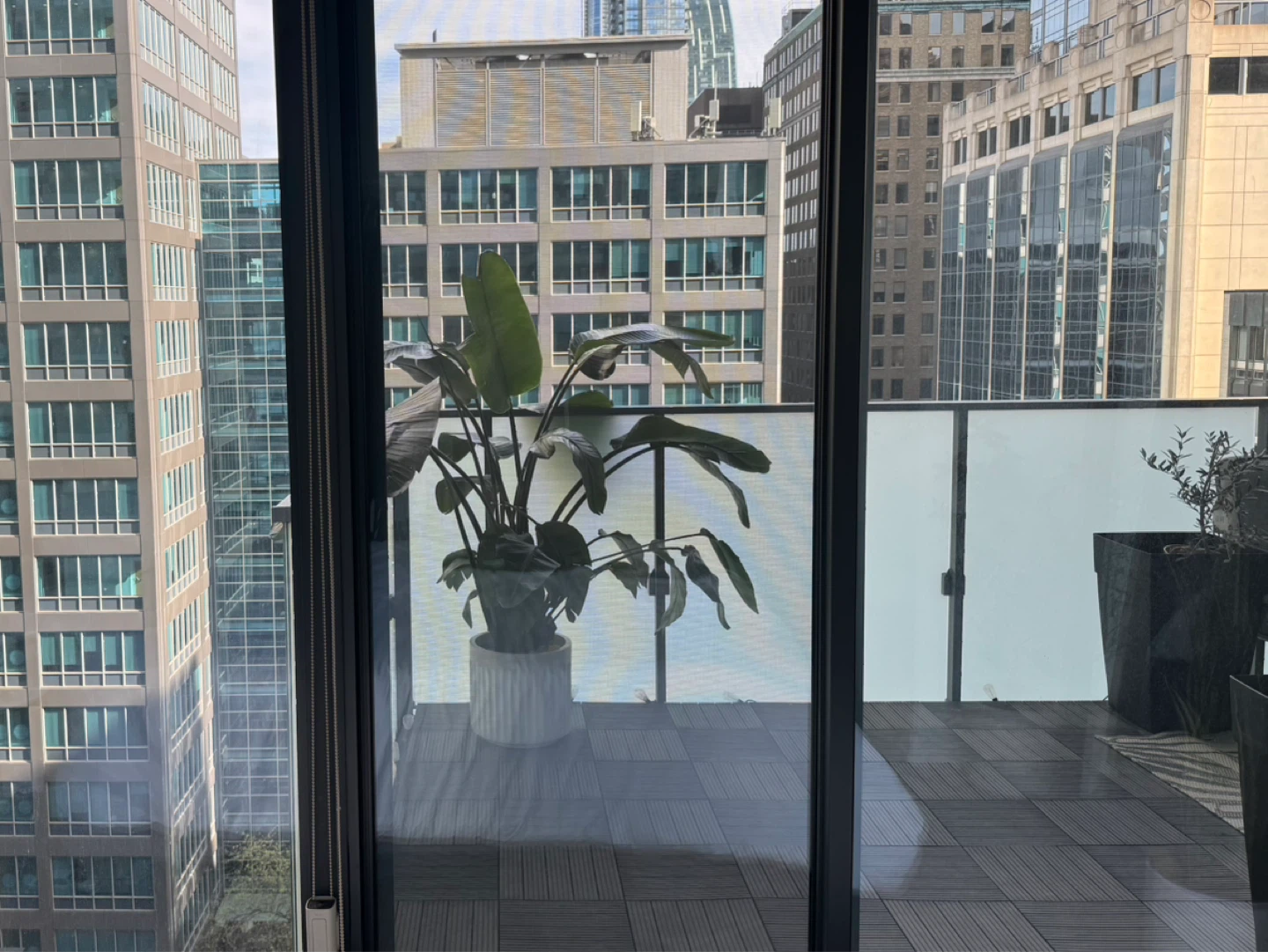 Large Real Bird of Paradise Plant - photo 2